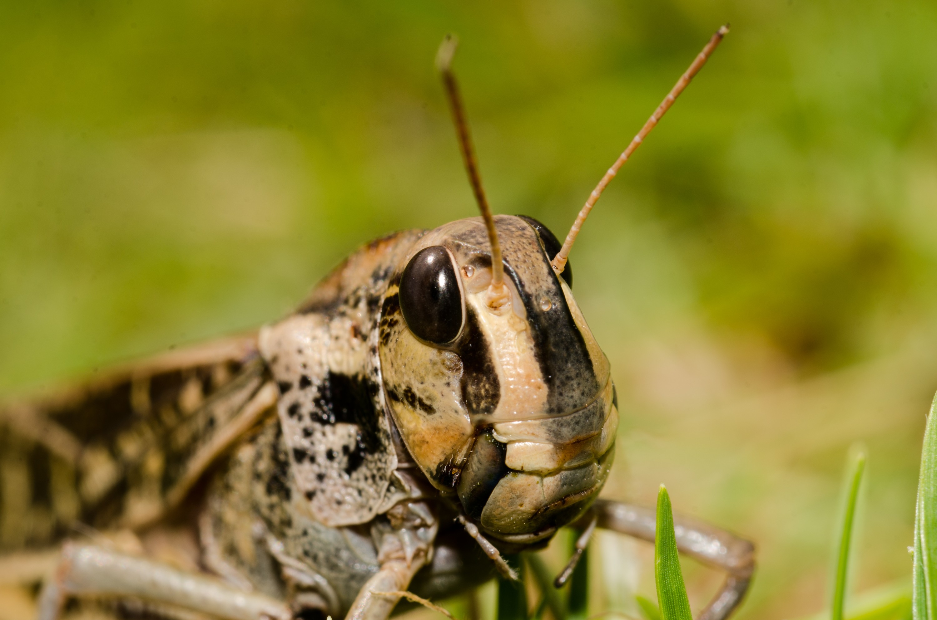 DSC_7545 – Cricket, Locust, Bream, Head, Unknown, flying, insect, Crispin, NZ, new, new zealand, zealand
